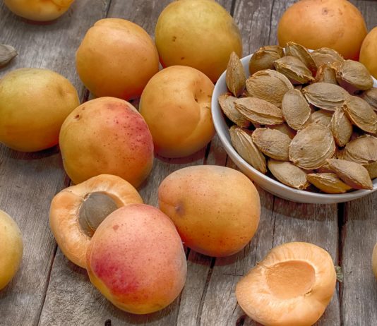 Aprikosenkern Öl
